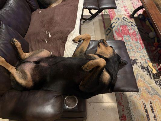 Ina Road Animal Hospital