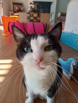 Angel Care Pet Sitting & Services