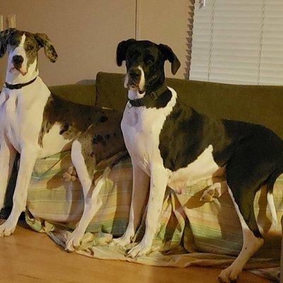 Luna Mae and Fiji LOVE Dr. Nichols