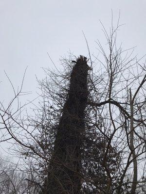 Tim’s Lawn and Garden