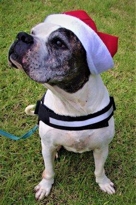 Born Free Pet Shelter