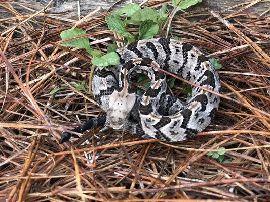 Alabama Wildlife Pro