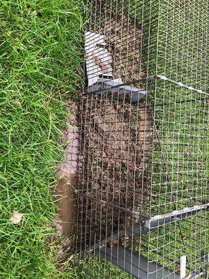 Empty skunk cage - just the way I like it!