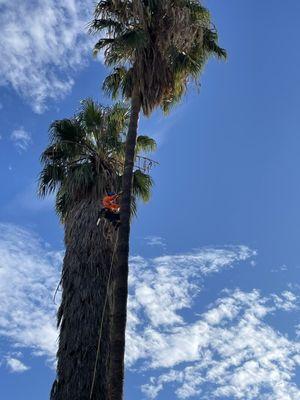 A & M Tree Specialist