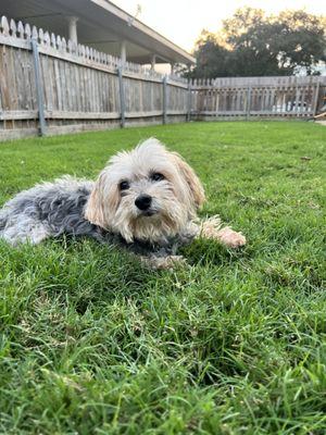 Louie loves Bermuda grass!!!