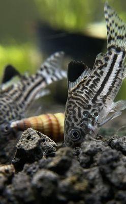 Julii corydoras bought from this establishment