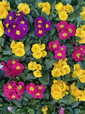 Michael's Garden Gate Nursery