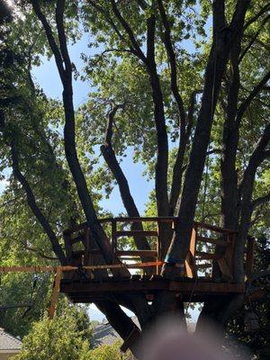 Advanced Tree Service And Landscaping