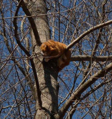 This N That Tree Services