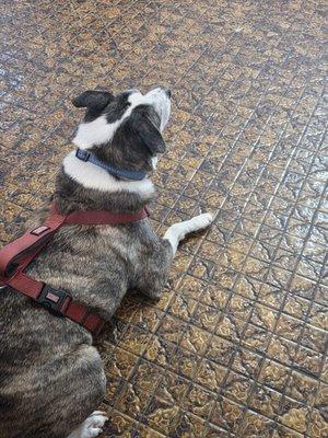 Northeast Animal Hospital