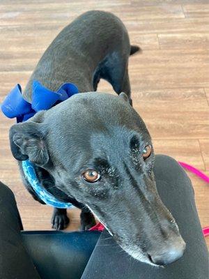 Las Palmas Pet Clinic