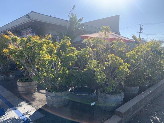 El Camino Smog Test Only Center