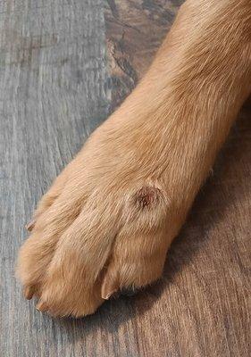 TailWaggers Doggy Daycare