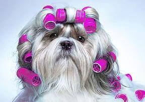 Comfort Corner Grooming