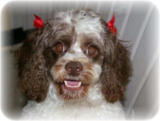 I'll Be Doggone Grooming