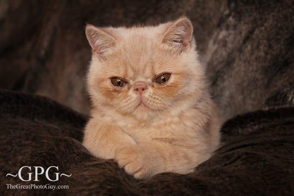 TheGreatPhotoGuy.com