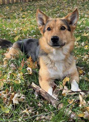 Cooper was one of our rescues. October 2023