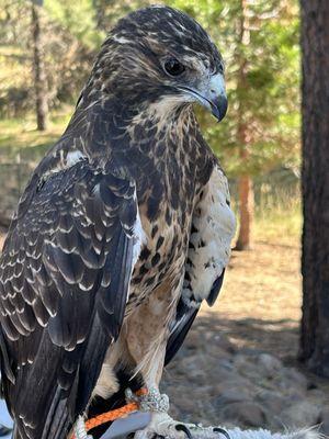 Badger Run Wildlife Rehab