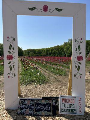 Wicked Tulips Flower Farm