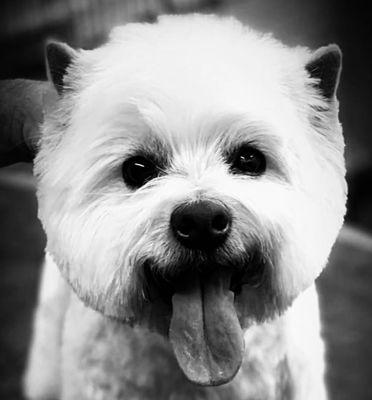 Professional Pet Grooming and Dog Wash