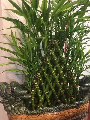 Very healthy lucky bamboo.