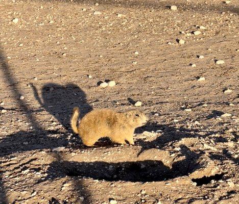 Prairie Dog Town