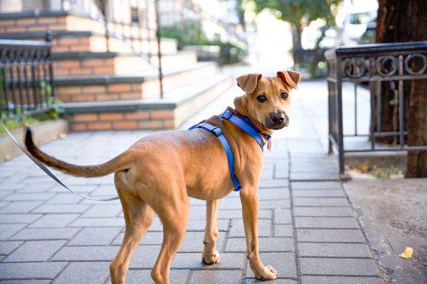 Trusty Tails Pet Care