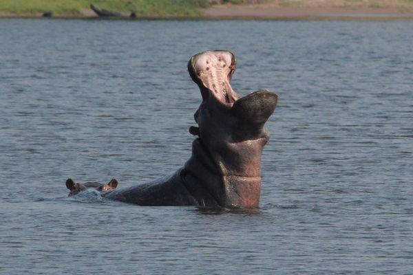 Roseborough Travel Agency