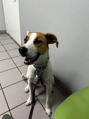 MAYFAIR ANIMAL CLINIC