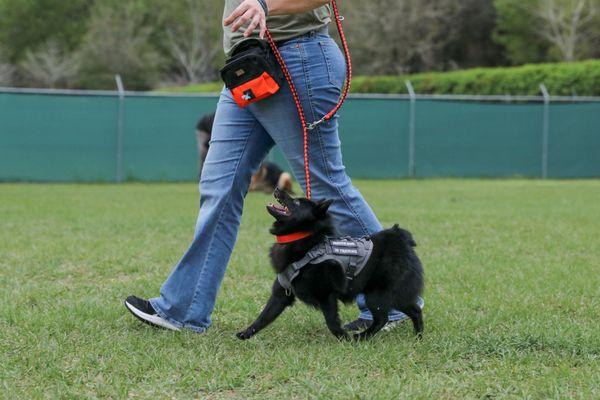 The Red Fern Pet Lodge