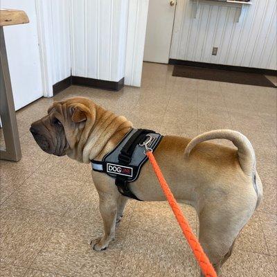 Waldo waiting for Dr Holly
