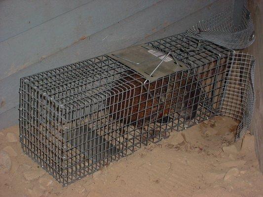 New Hampshire Animal Damage Control