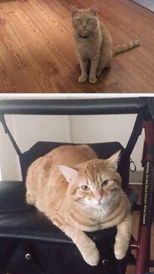 Purrsnikitty Cat Boarding Kennel