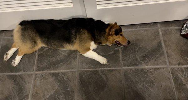 Piedmont Pets Veterinary Care