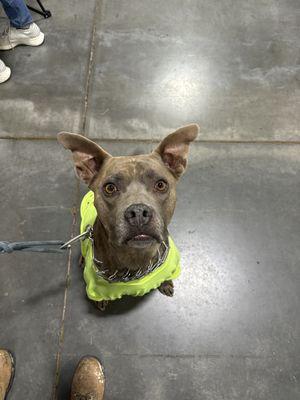 Ollie is the best mascot !