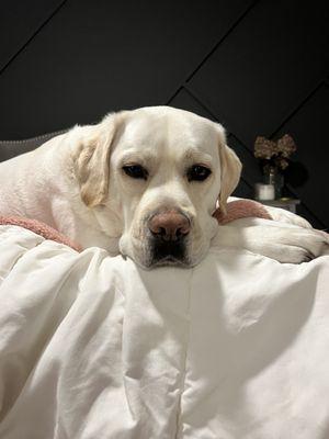 Scenthound Coon Rapids