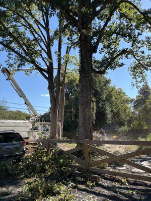 Ernesto’s Landscaping & Tree Service