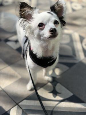 Never a bad haircut when we go to Pet Joy!
