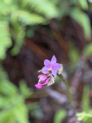 Wiliwilinui Ridge Trail