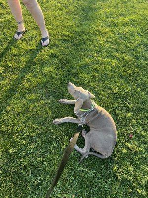 Arizona AKC Weimaraners