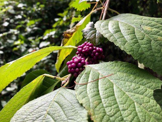 Berries on the trail