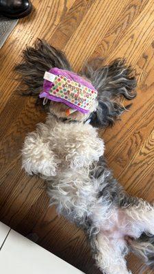 All The Best Pet Care