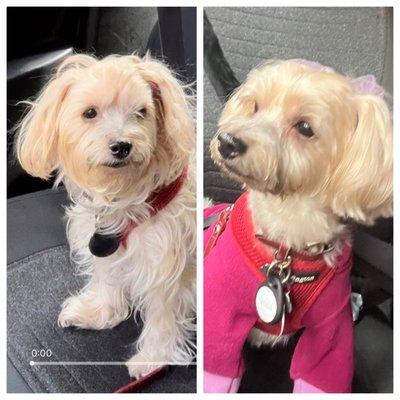 Beautiful trim and takes care for my pet like family!