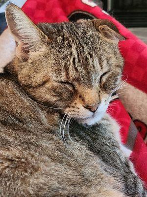 Red Barn Veterinary Hospital