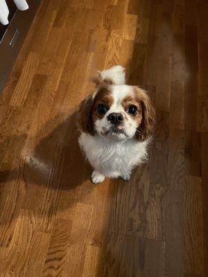 Kriser's Natural Pet