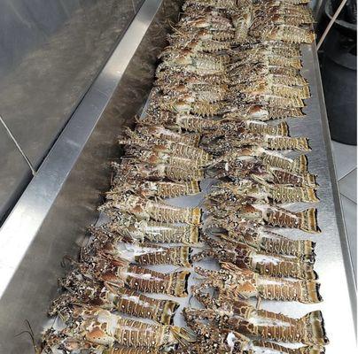 Elite Feast Catering