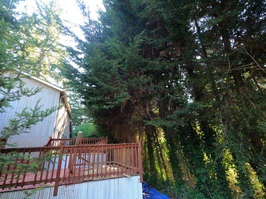 Mr. P's Lawn Care Service