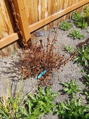 Bell Sprinkler & Landscape Management Inc