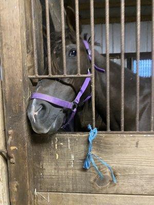 Misty Hollow Horse Farm