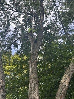 Palmers Tree And Lawn Care